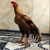لاری هندی