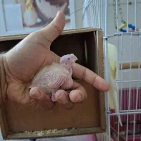 جوجه عروس هلندی