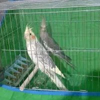 دو عدد عروس هلندی