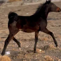 کره اسب