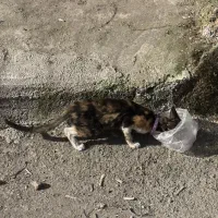 گربه گمشده|حیوانات|رشت, تازه آباد|دیوار