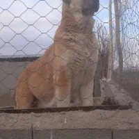 سگ ماده 3ساله