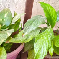 ۷گل گلدان ویک صندلی ارایشگاه ویک میزتلدزیون|میز تلفن|نورآباد ممسنی, |دیوار