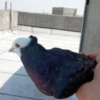 ۱۸ عدد کفتر ناب