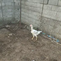 خروس لاری نسل دار