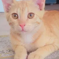 واگذاری گربه