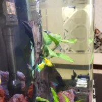 آکواریم دلسا K390|ماهی|کرمانشاه, |دیوار