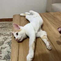 گربه گمشده نر|حیوانات|سقز, |دیوار