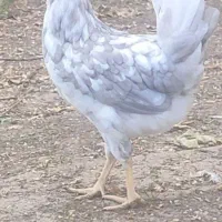 تخم مرغ نطفه دارگلین چهل تاج ریشوطوسی فول بشرط