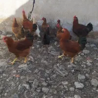 حیوانات محلی|حیوانات مزرعه|پیرانشهر, |دیوار