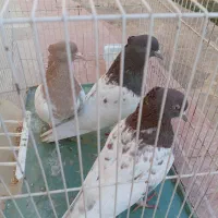 فروش کبوتر کله