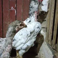 خروس لاری اصیل طوسی پرمرغی