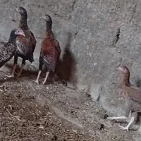 جوجه|حیوانات مزرعه|کرباسک, |دیوار