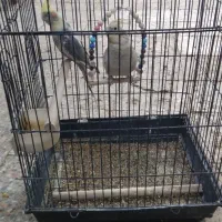 طوطی عروس هلندی|پرنده|ایرانشهر, |دیوار