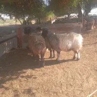 میش گوسفند|حیوانات مزرعه|گتوند, |دیوار