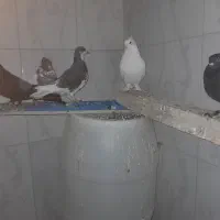 باسلام 6عددکبوترخوب زیرقیمت|پرنده|شیراز, گویم|دیوار