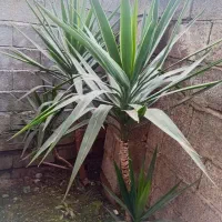 فروش گل شمشادی و گل یوکا|گل و گیاه طبیعی|شلمان, |دیوار