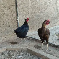 دو عدد مرغ تخم گذار 1500