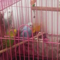 سه تا مرغ عشق تخم گذار|پرنده|ساری, |دیوار