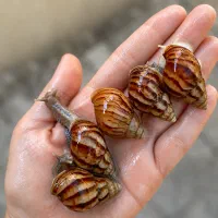 حراج حلزون آچاتینا و آلبینو
