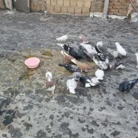 کفترا پرشی رنگی|پرنده|قزوین, |دیوار