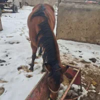 اسب|اسب و تجهیزات اسب‌سواری|ابهر, |دیوار