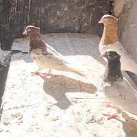 کله‌زر|پرنده|بستان آباد, |دیوار