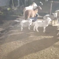 بره رومن و رومانوف|حیوانات مزرعه|لاهیجان, بازکیاگوراب|دیوار