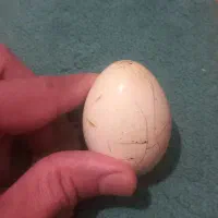 انواع گوهر شب چراغ تخم مرغی شکل و...