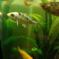 ماهی کوی ماهی آنجل ماهی گورامی طلایی|ماهی|کرمانشاه, |دیوار