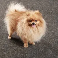 پامر بالغ (خرسی،عروسکی و روباهی)|سگ|شیراز, دروازه قران|دیوار