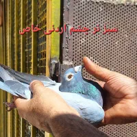 تعدادی کبوتر خوب|پرنده|اهواز, کوی مهدیس|دیوار