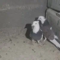 فروش ب دلیل زیادشدن|پرنده|فولادشهر, A6|دیوار