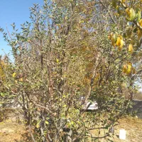 حرس درختان میوه خیلی حرفه ای با کادر با سابقه