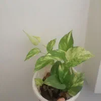 پتوس سبز، مرمری، ابلق، سینگینوم ابلق