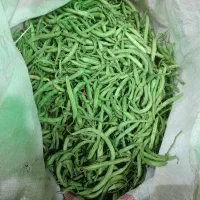 لوبیا سبز  تازه