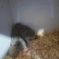 جوجه سرلاکی طوطی برزیلی یا کوتوله مرودشت|پرنده|مرودشت, ژیان|دیوار