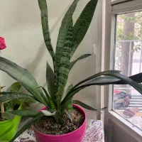 گلدان سانسوریا