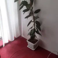 گل آپارتمانی