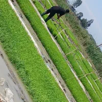 نشاکار با دستگاه نشا ۴ردیف پیشرفته وصفر