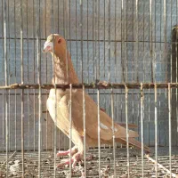 زرد ماده