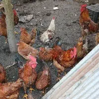 مرغ سرحال تخم گذار