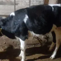 تلیسه  هفت ماهه|حیوانات مزرعه|لیلان, |دیوار