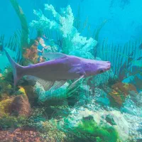 ماهی پنکوسی و اسکار