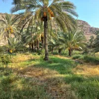 فروش زمین و  باغ نخل روستای خیرک