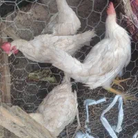 پرنده دوعددمرغ تخمی