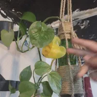 گلدان اویزی تزئینی وشیشه ای|صنایع دستی و سایر لوازم تزئینی|تفت, |دیوار