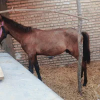 کره اسب
