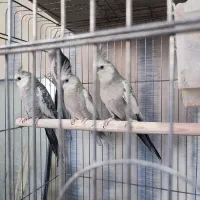 عروس هلندی ، ایزابلا