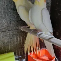 عروس هلندی|پرنده|شیروان (خراسان), |دیوار